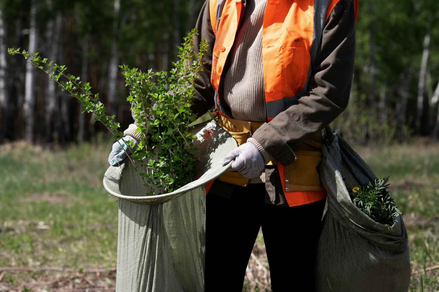 The Steps Involved in Our Tree Care Process in Mathews, LA